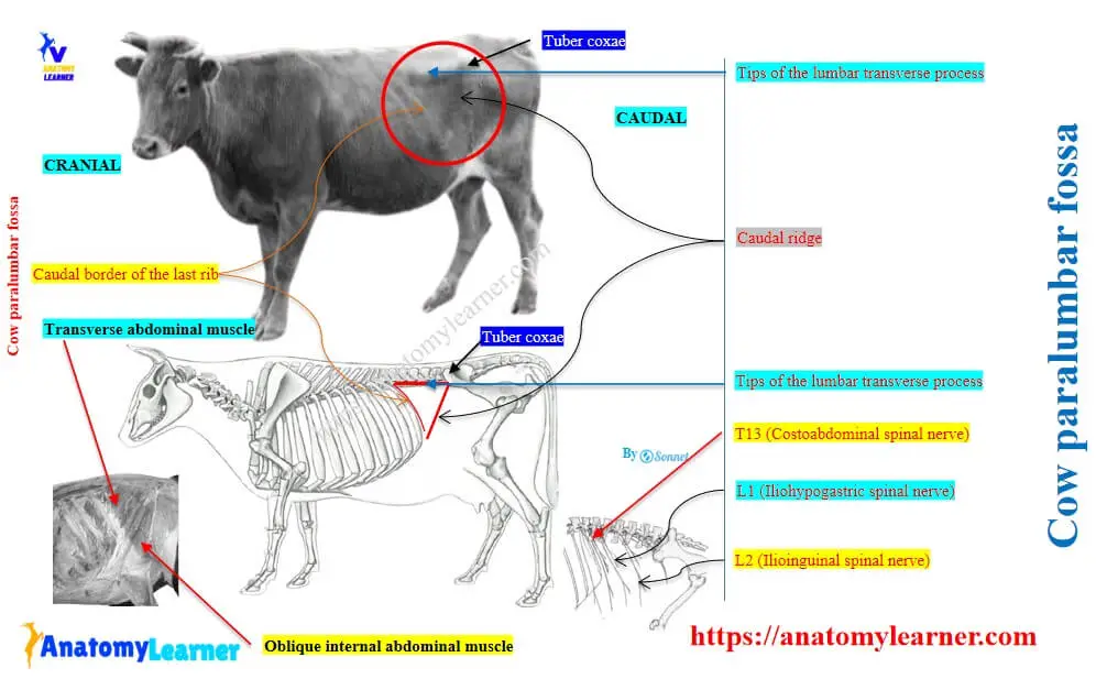 Cow paralumbar fossa