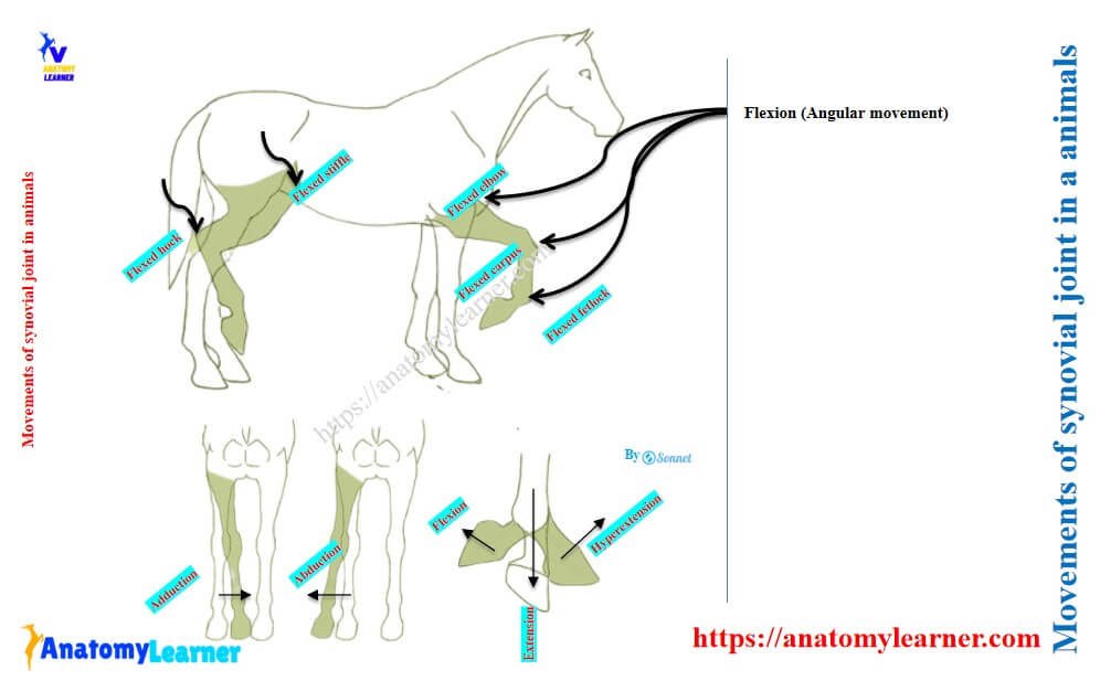 Different types of movements of the synovial joint in animals
