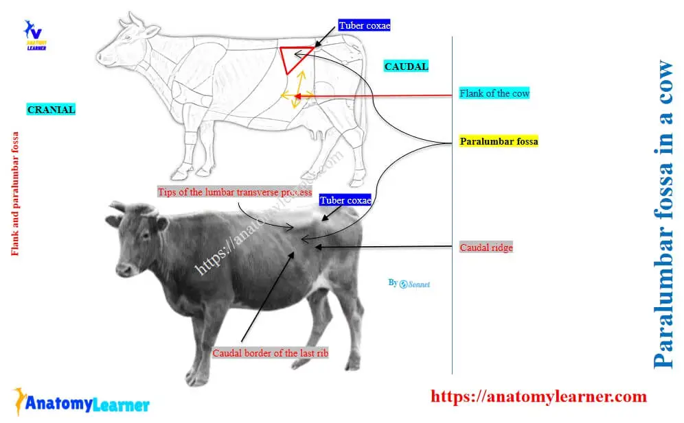 Location of cow’s paralumbar fossa and flank
