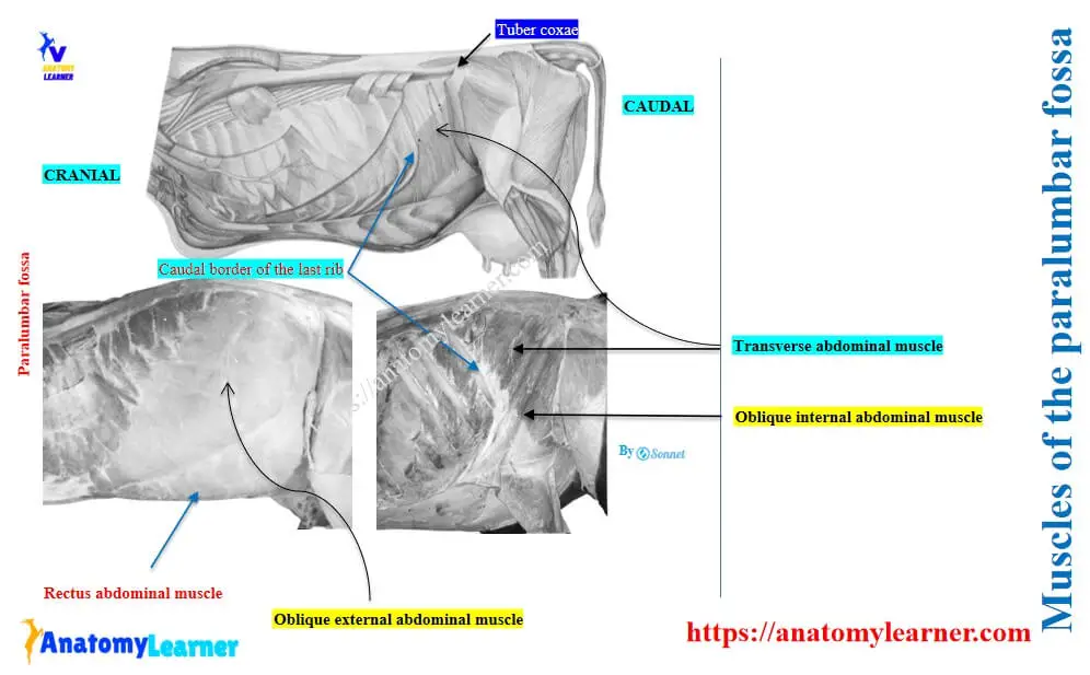 Muscles of the paralumbar fossa in cattle