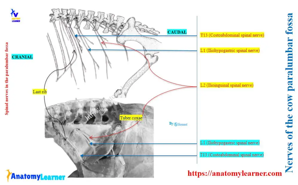 Nerves of the cow paralumbar fossa