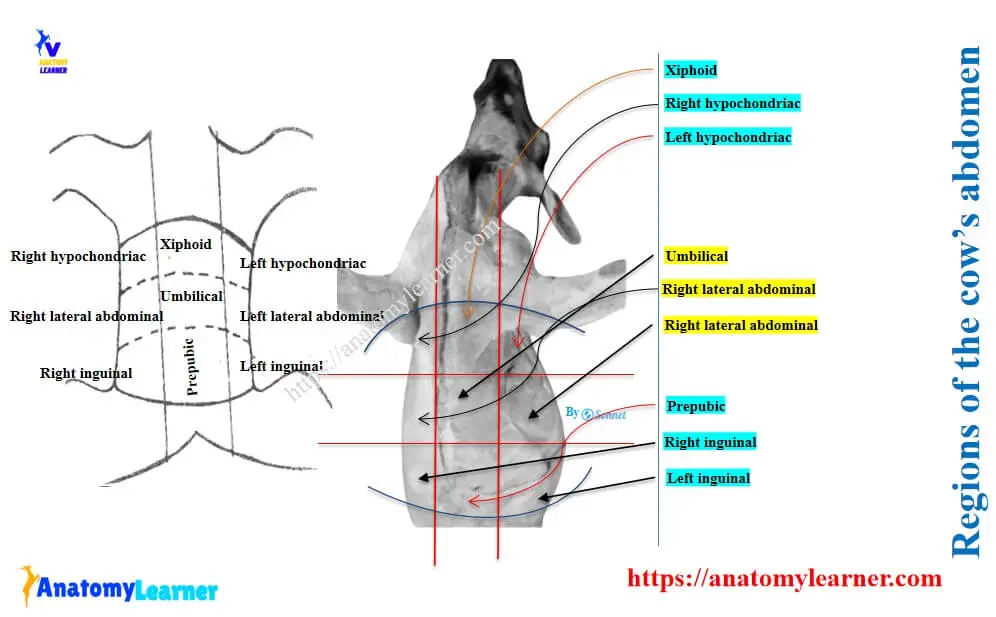 Regions of the abdomen in a cow