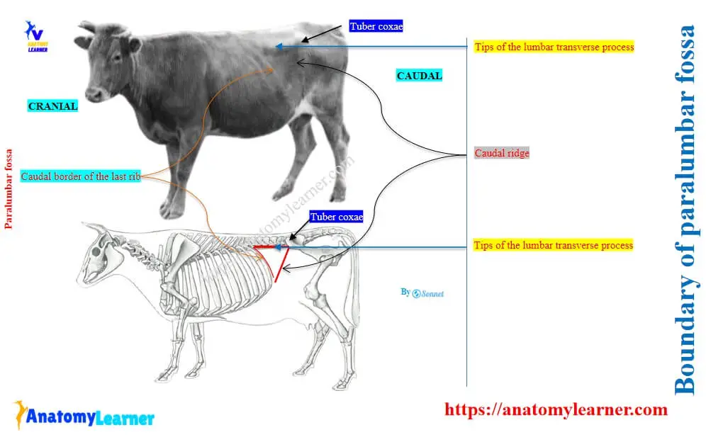 What are the boundaries of the paralumbar fossa in cattle
