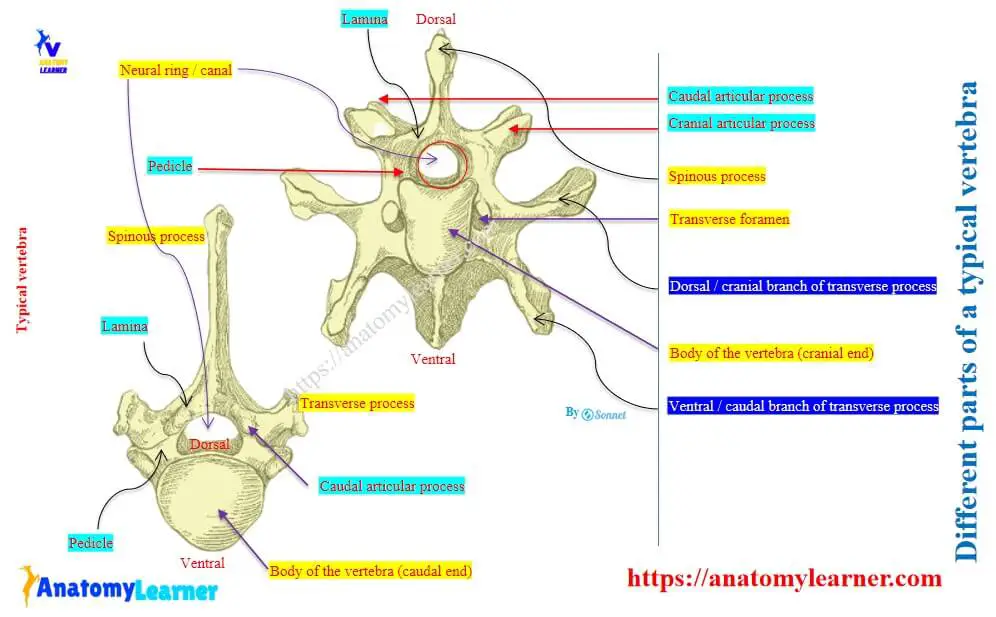 Different parts of a typical vertebra