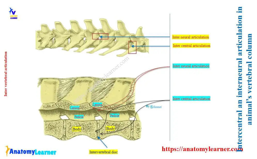 Intercentral an interneural articulation in animal’s vertebral column