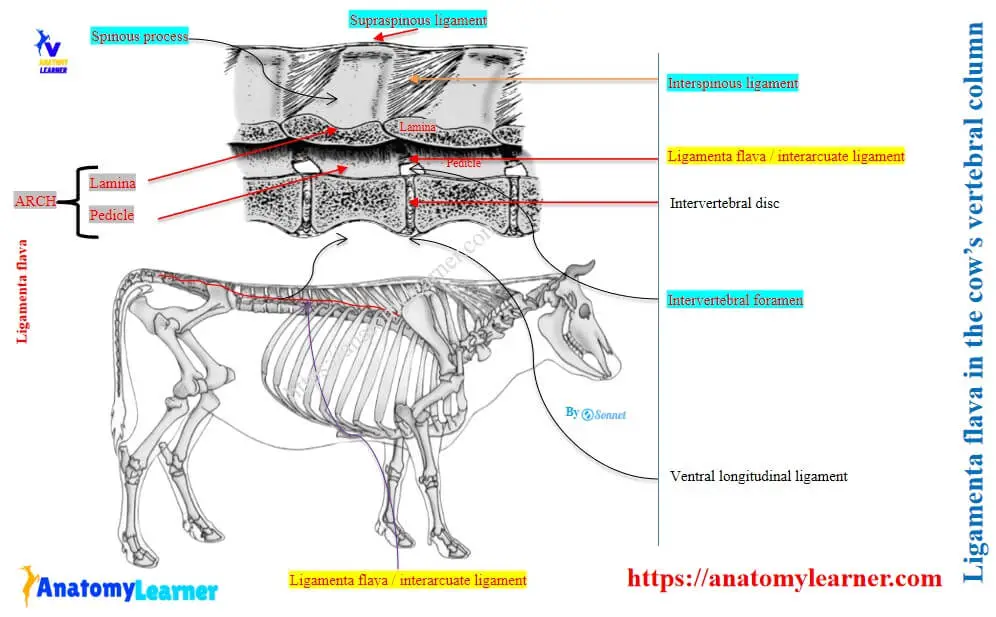 Ligamenta flava in the cow’s vertebral column
