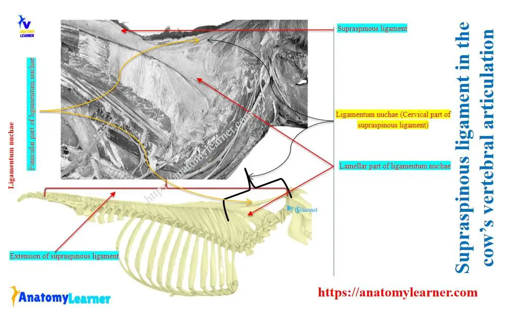 Supraspinous ligament in the cow’s vertebral articulation
