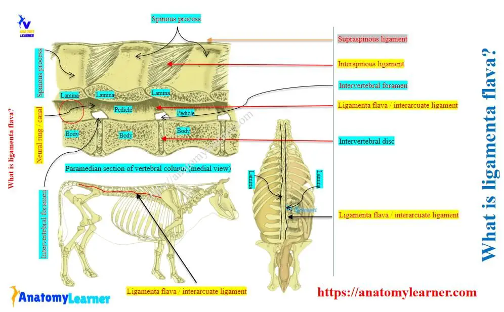 What is ligamenta flava