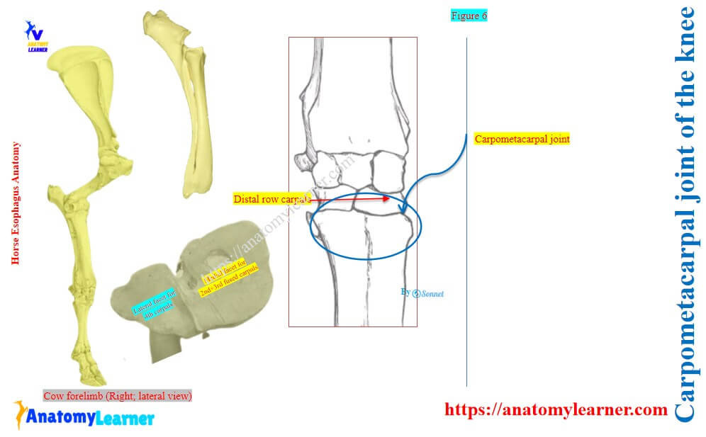 Carpometacarpal joint of the cow knee