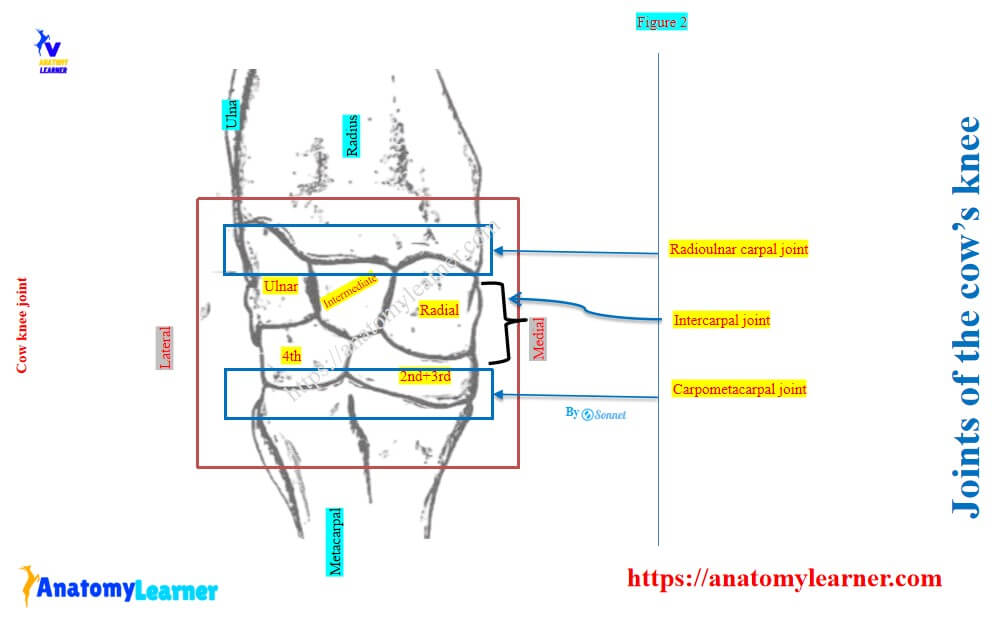 Divisions of cow’s knee joint