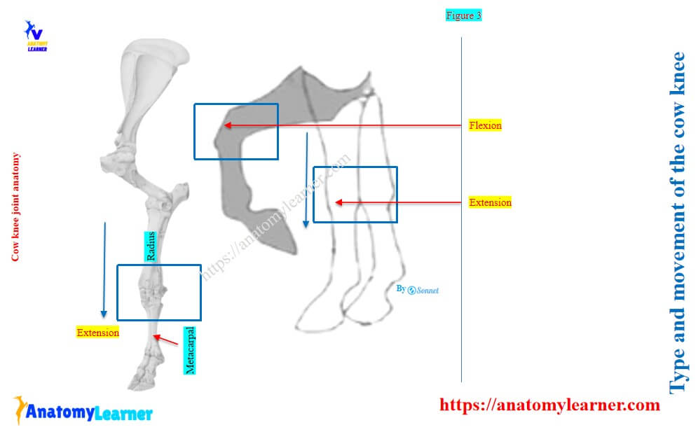 Joint type and movements of the cow’s knee