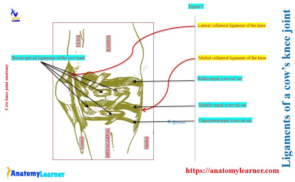 Ligaments of the cow knee joint anatomy