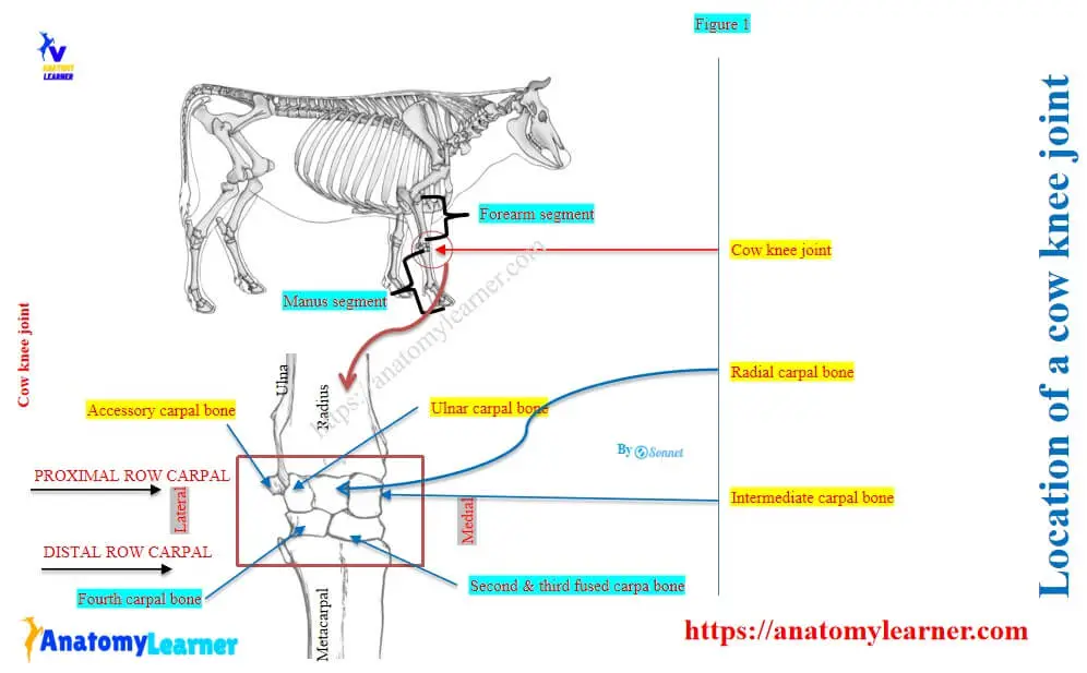 Location and formation of the cow’s knee joint
