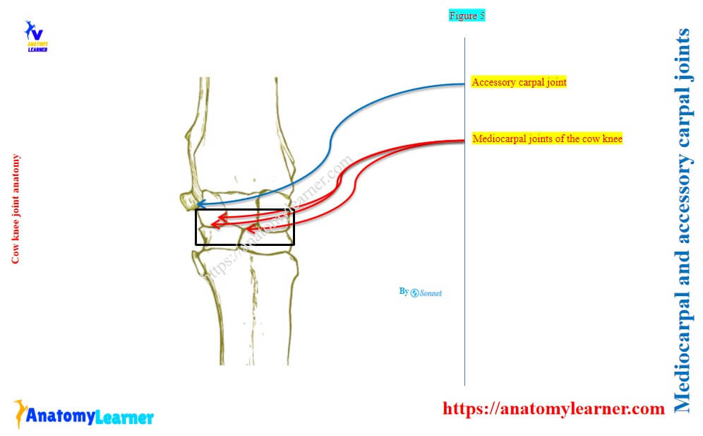 Mediocarpal and accessory carpal joints of the cow knee