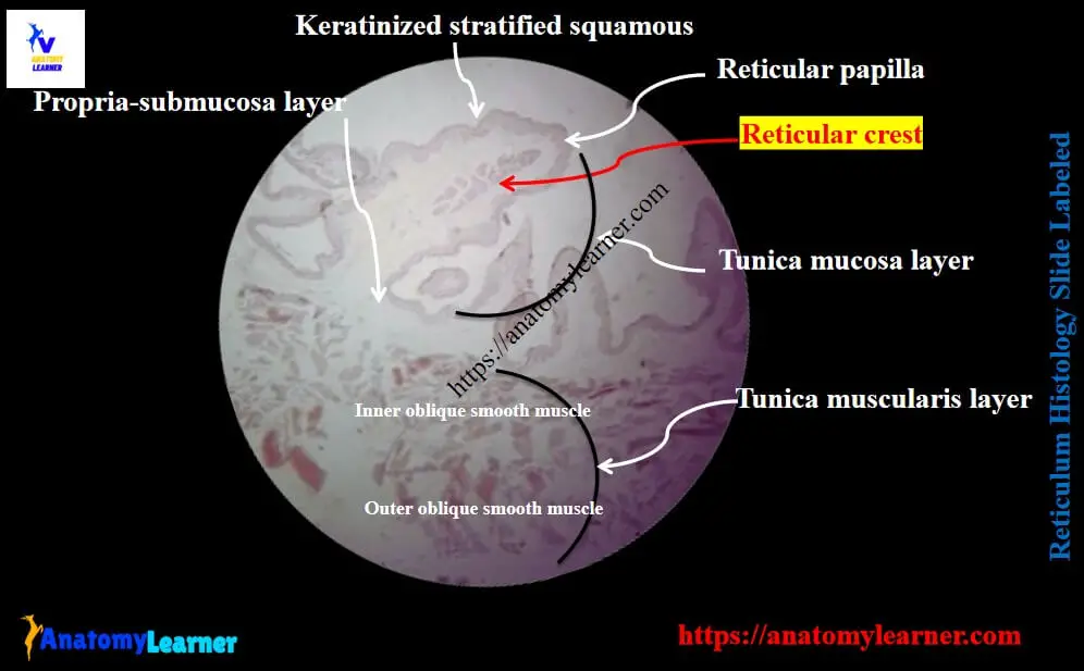 Reticulum histology slide