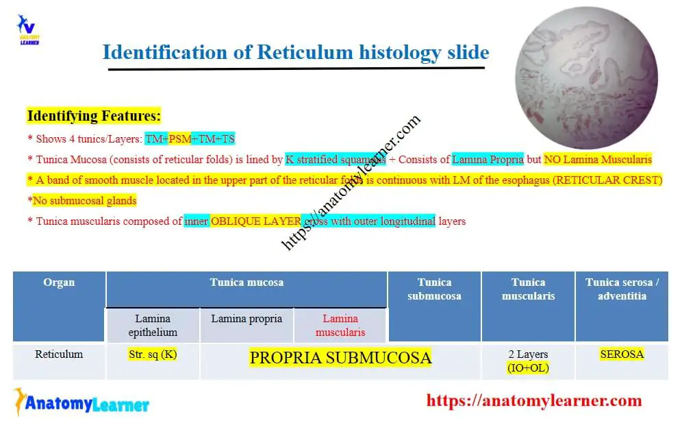 Ruminant reticulum histology slide identification
